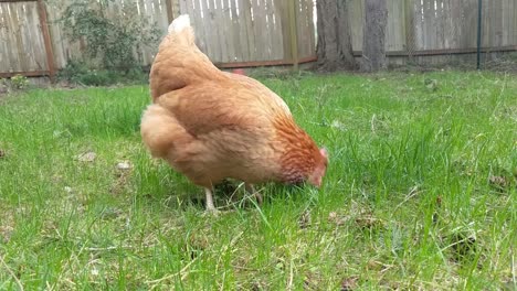 Miss-Poppit-the-pet-chicken-scratching-for-worms-and-bugs-in-the-back-yard