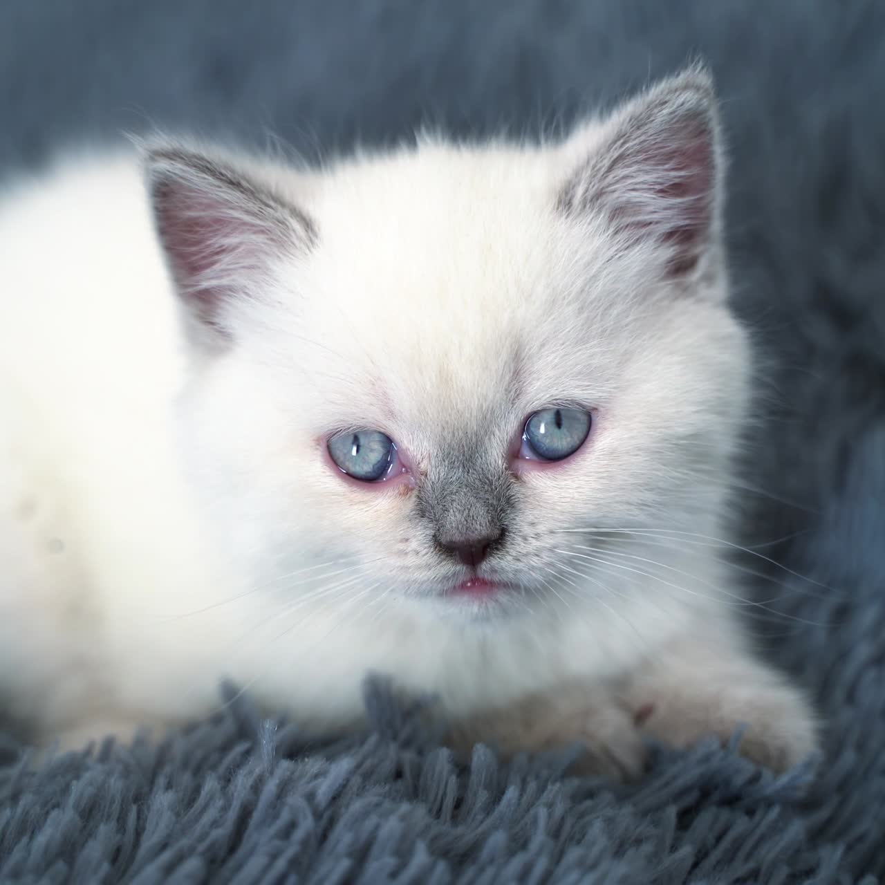 Schöne weiße Katze mit blauen Augen sitzt auf dem Bett. Flauschiges weißes Kätzchen ruht auf der Decke. Grauer Hintergrund.