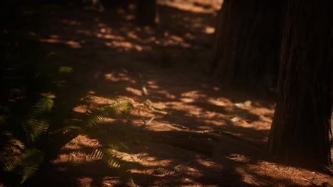 Sonnenlicht-Des-Frühen-Morgens-In-Den-Mammutbäumen-Des-Mariposa-Hains