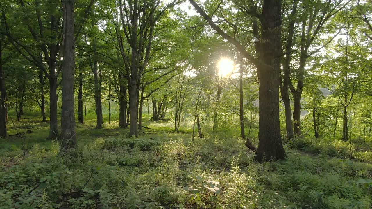 un tiro que avanza lentamente en el bosque profundo entre troncos de árboles y vegetación rica durante la puesta de sol