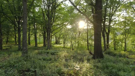 A-slowly-forward-moving-shot-in-the-deep-forest-between-tree-trunks-and-rich-vegetation-during-sunset