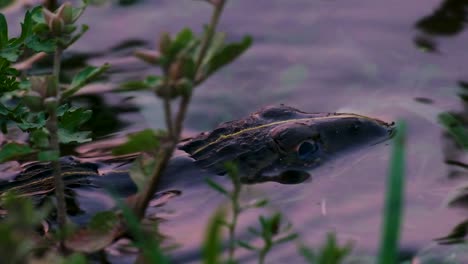 frog resting on the surface of water with small waves, close-up zoom