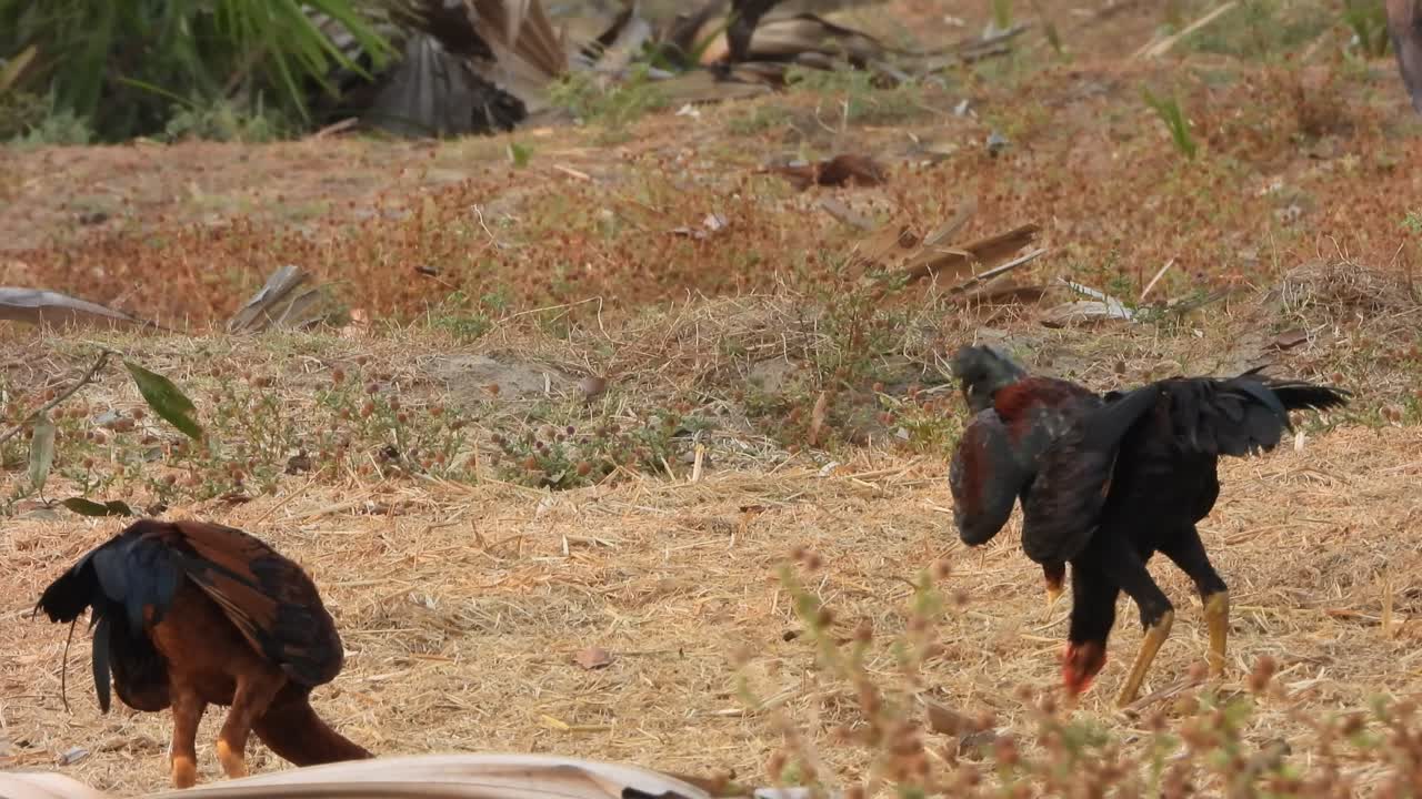 이 먹이를 찾고 있다