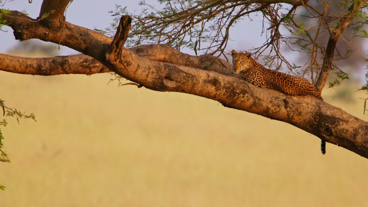 At Murchison Falls National Park Uganda a leopard (Panthera pardus) sprawls on a sturdy acacia branch above golden grasslands at dusk its spotted coat blending with bark as it rests in silent watch