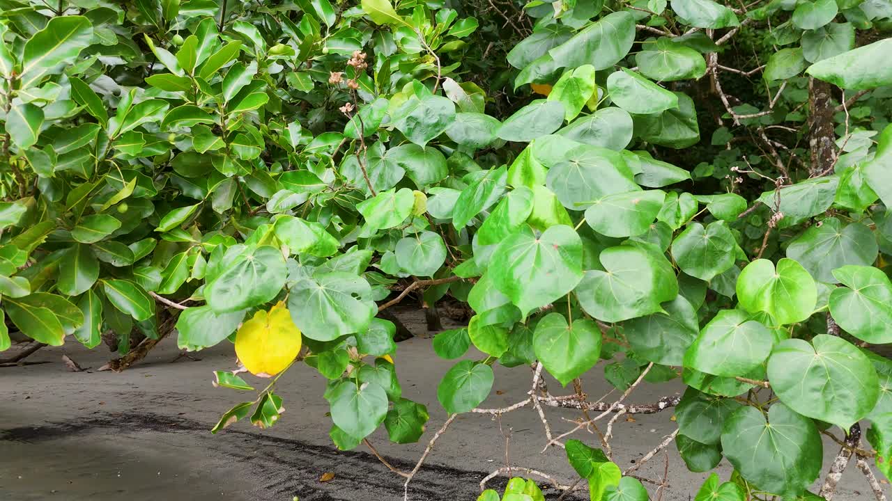 Lush green leaves and yellow fruit sway gently in the breeze, captured in a tropical setting with natural lighting