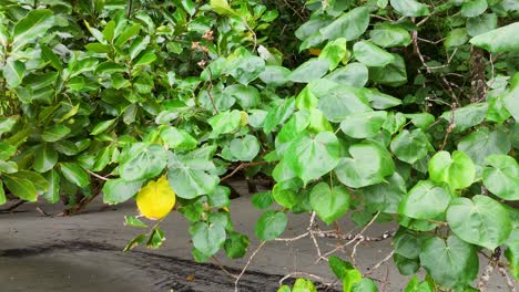 lush green leaves and yellow fruit sway gently in the breeze, captured in a tropical setting with natural lighting