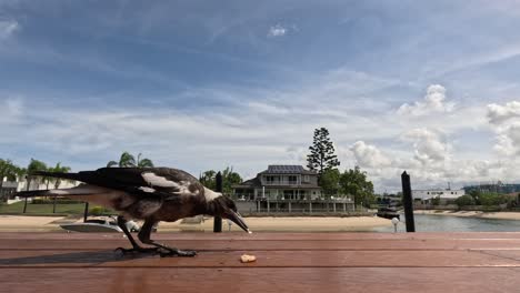 bird eating and interacting with food.