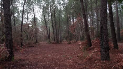 Ein-Spaziergang-In-Zeitlupe-Durch-Einen-Wald-Mit-Herbstfarben-Und-Abgefallenen-Blättern