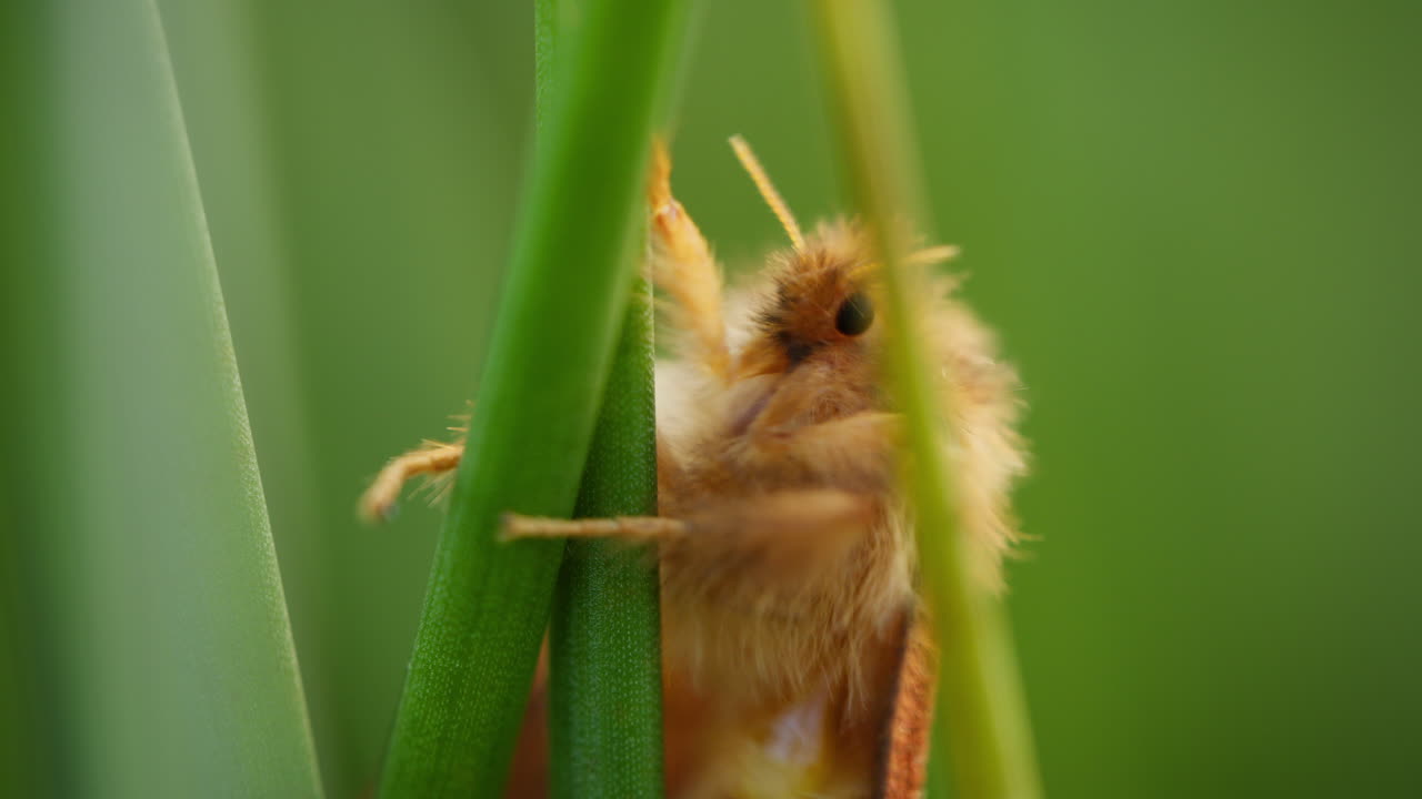 Gold swift moth (Phymatopus hecta) on plant, vibrating. Macro insect close-up