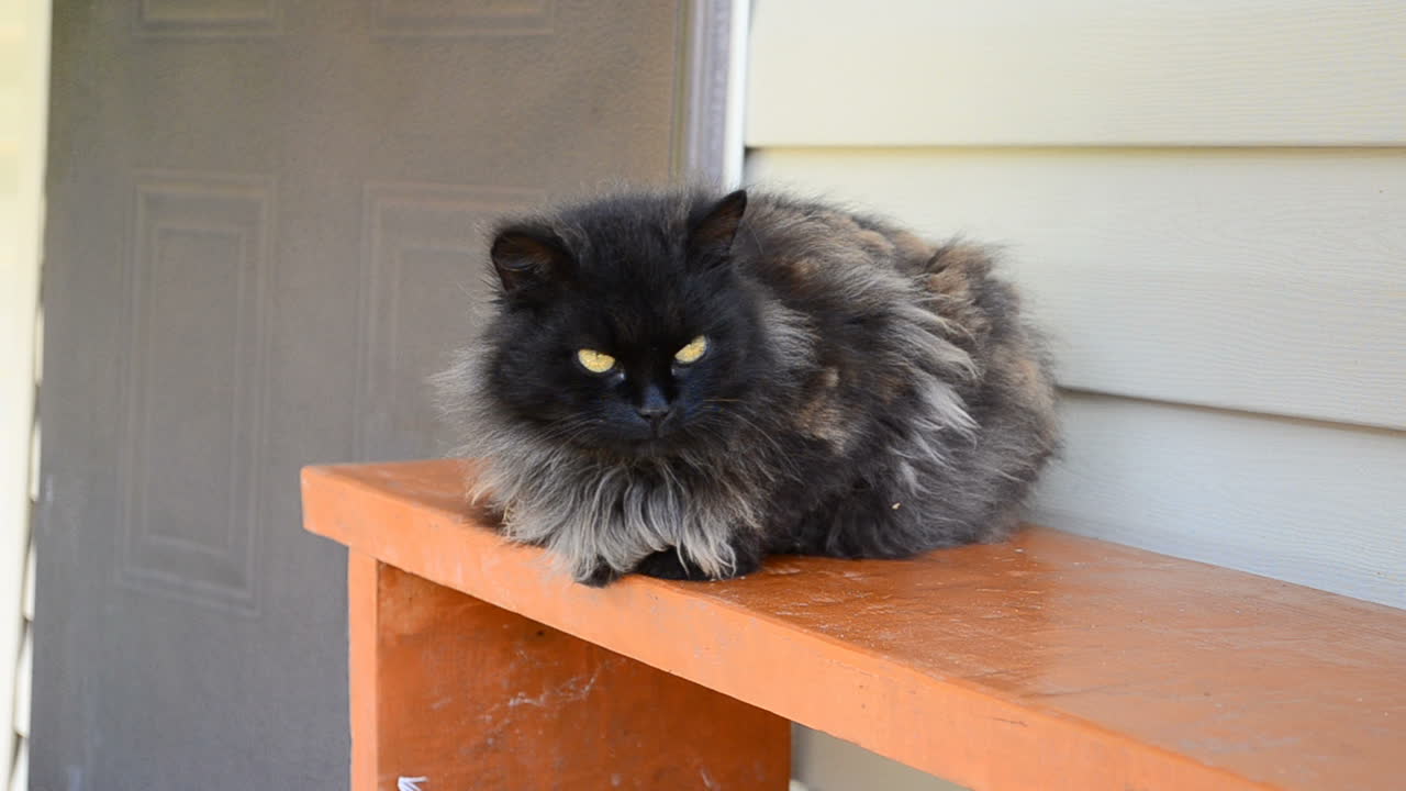 Gato no banco. Filmagem em frente à casa.