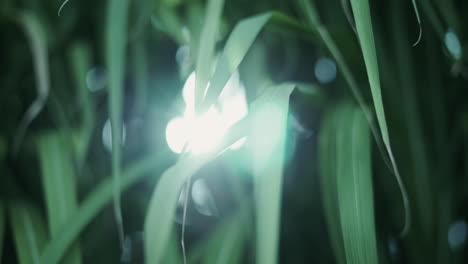 tiro macro de hierba jumbo china en un jardín con luz de fondo del sol