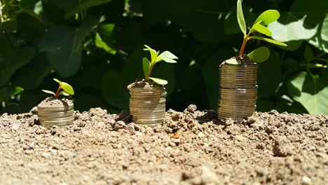 growing money-a plant on coins-the concept of finance and investment. plants growing from stacks of coins. banking, the concept of saving money or reducing interest, business decline. trees on a pile of coins.