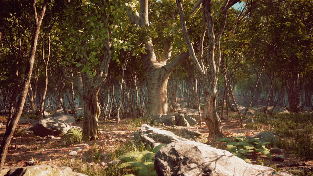 bosque oscuro con niebla en el fondo