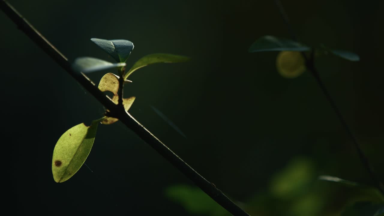 delicate branch with backlit leaves glowing in soft light at Lonjsko Polje Krapje