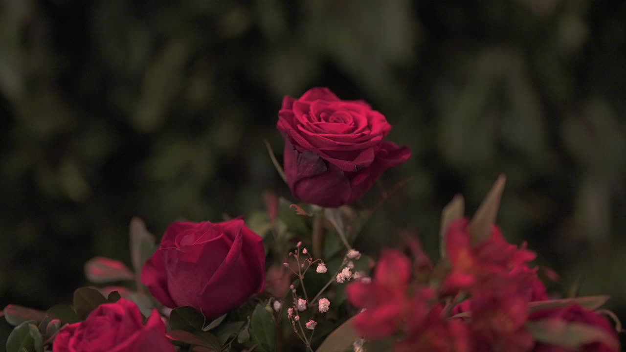 букет ярких красных роз, окруженный пышной зеленью в мягком вечернем свете.