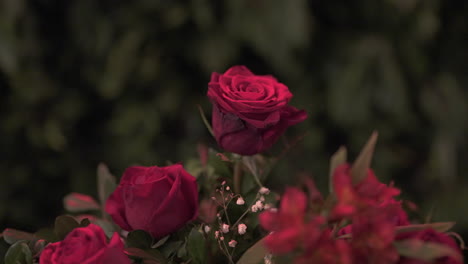 un ramo de rosas rojas vibrantes rodeadas de exuberante vegetación en la suave luz de la noche