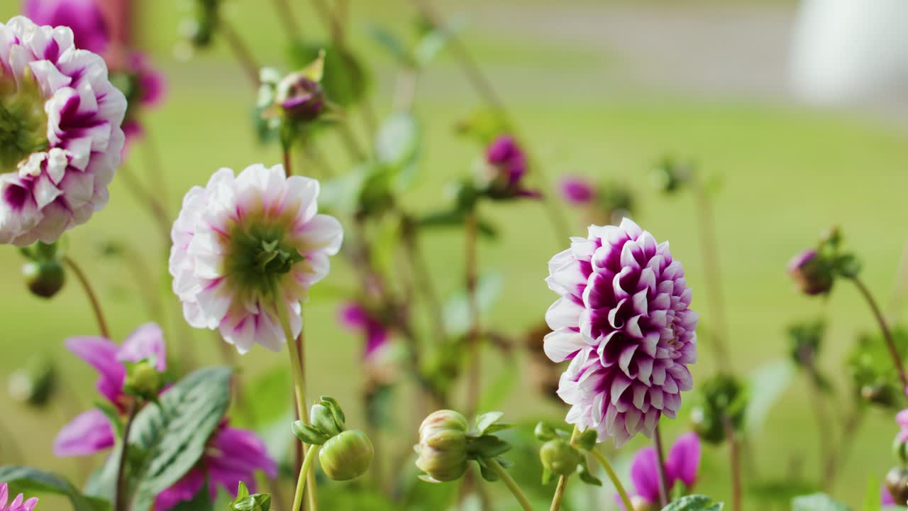 Camera pans smoothly over vibrant dahlias in daylight, soft background blur, outdoor garden setting