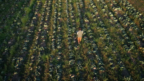 la granja, la agricultura y el drone de la persona que camina