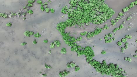 top down drone shot of plants and small trees growing in water swamp like pond coast line