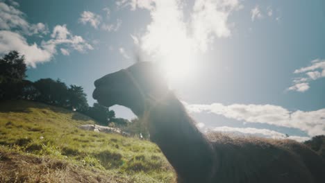 camélido de llama domesticado en las montañas de los andes en ecuador, américa del sur