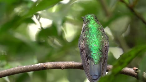 Closeup-shot:-a-lively-specimen-of-Green-and-white-hummingbird-perched-on-a-branch,-curiously-inspecting-the-surroundings