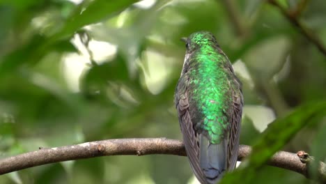primer plano: un ejemplar animado de colibrí verde y blanco posado en una rama, curiosamente inspeccionando los alrededores