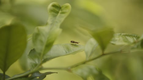 a fly resting on a very green leaf