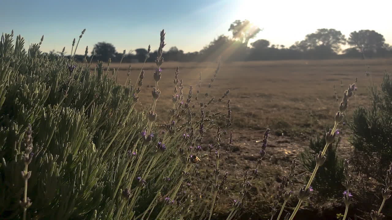 Green - purple lavender bush with bees en sun streaks