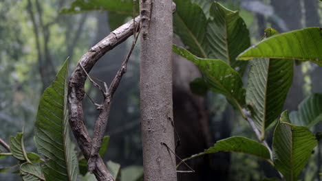 Stick-bug-from-Australia-on-branch