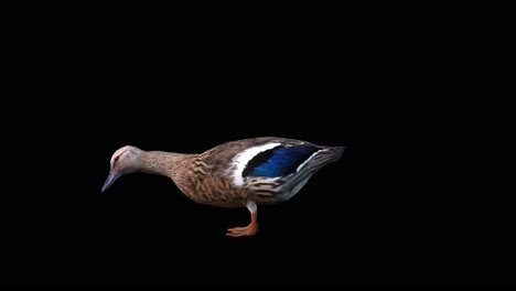 A-duck-eating-on-black-background,-3D-animation,-animated-animals,-seamless-loop-animation