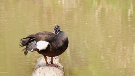 busy preening deep into its left wing and also combing its feathers with her bill