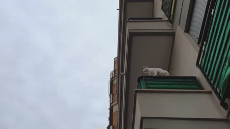 zoom in of white cat standing on edge of balcony