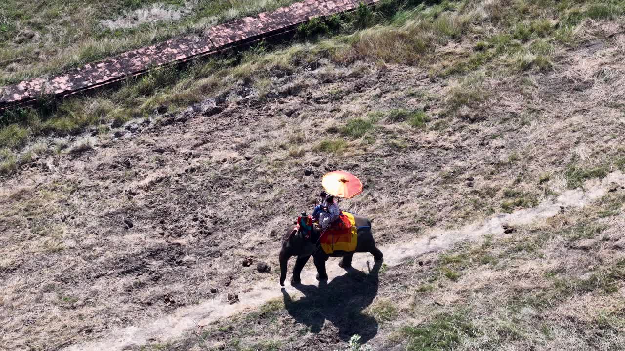 Ripresa aerea dall'alto di un elefante che cammina sull'erba secca sotto la luce del sole