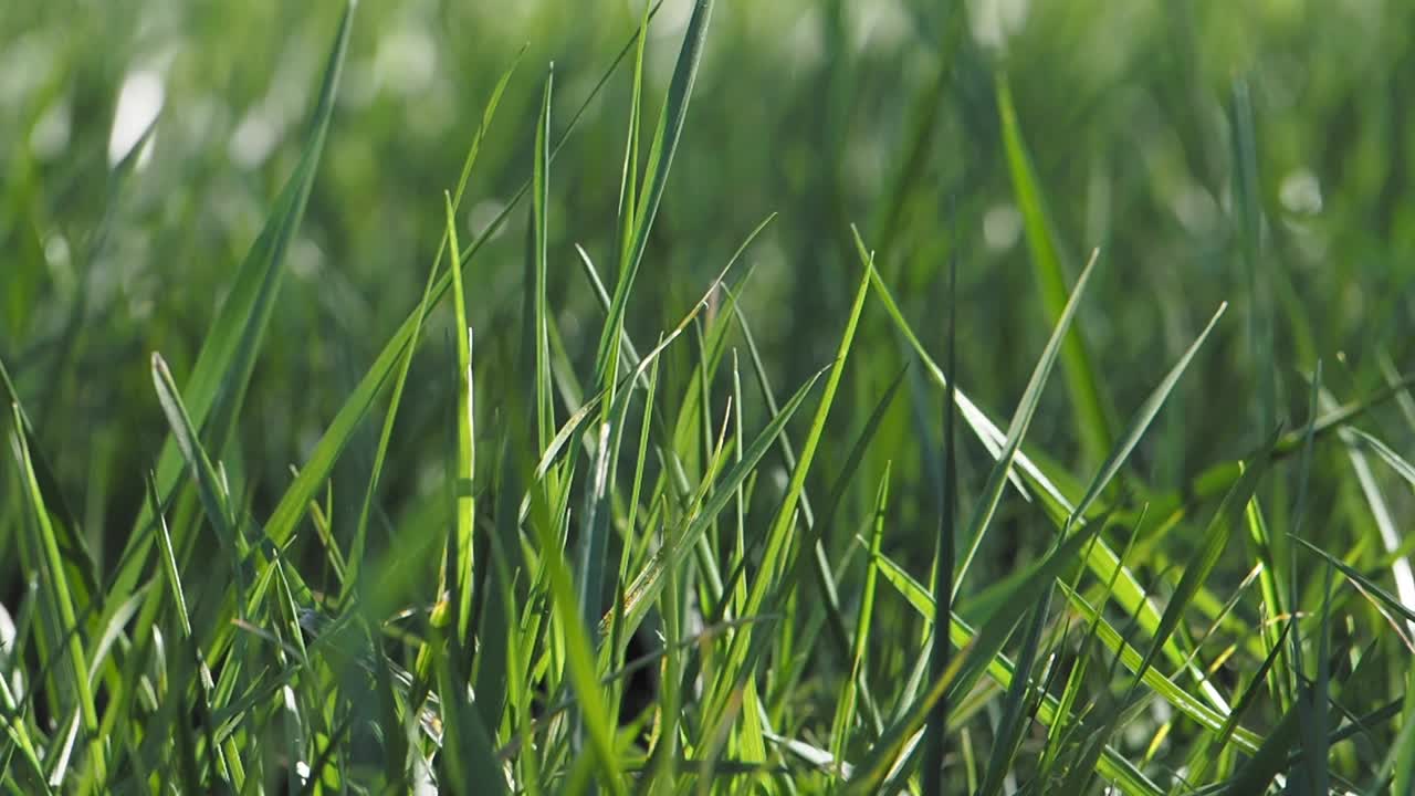 un primer plano de la hierba verde y exuberante