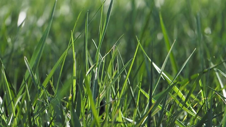 Prossimo piano dell'erba verde lussureggiante
