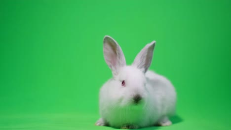 cute white bunny looks into the camera, ready to become the key. beautiful cute bunny on a green background chroma key in the studio