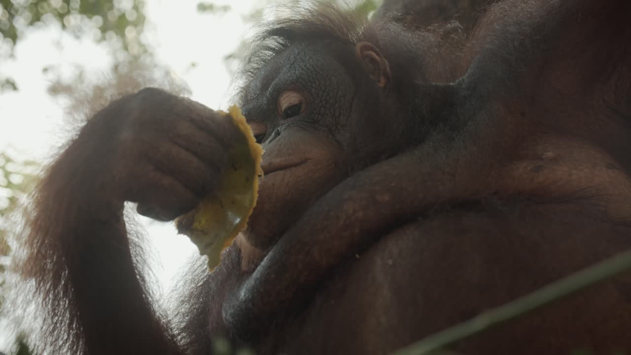 orangután que come una fruta en el árbol mira hacia abajo en la cámara