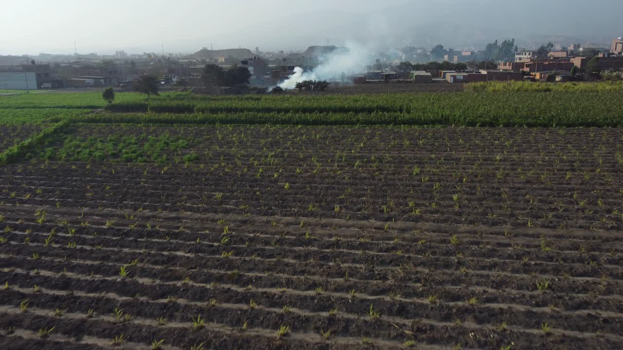 Riprese drone di campi di mais