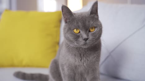 gray cat lying on the sofa at home.