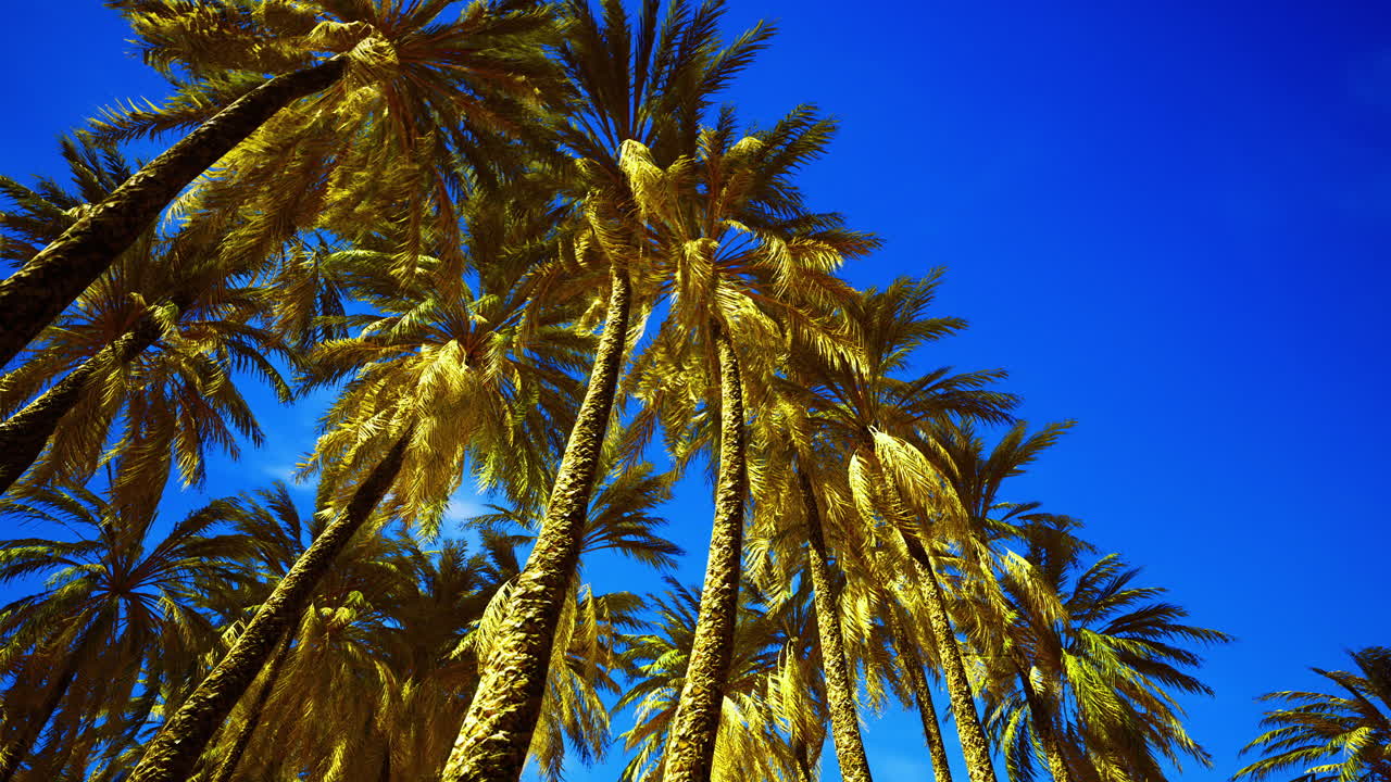 Golden palm trees reach towards a clear blue sky in a sunny landscape