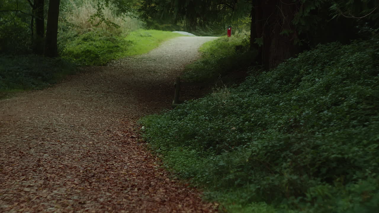 tranquilo camino vacío a través del bosque verde de truro, inglaterra -inclínate hacia arriba