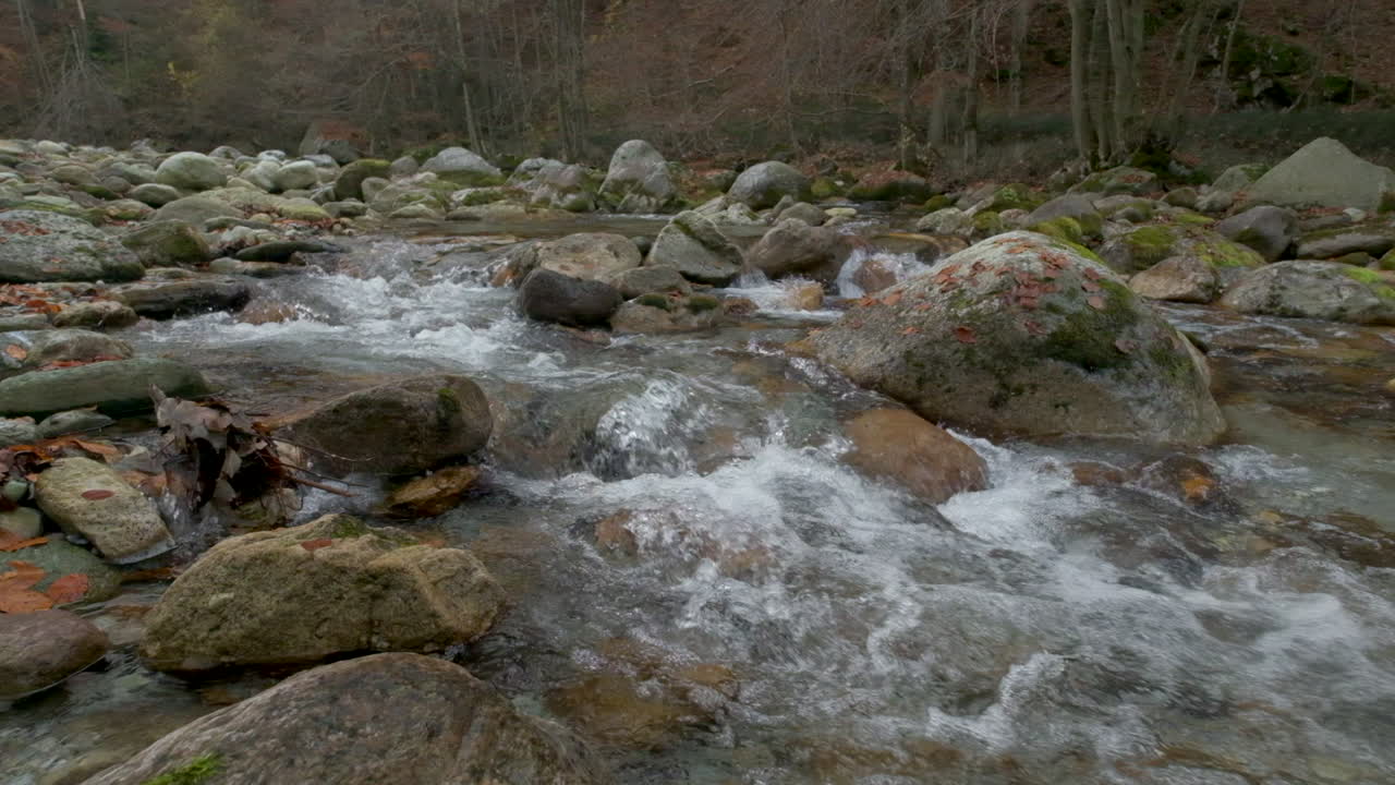 Fiume autunnale in una foresta di montagna al rallentatore con alberi dal fogliame giallo e rosso