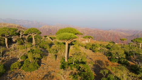 fly away over exotic forest of dragon blood trees in socotra island, yemen