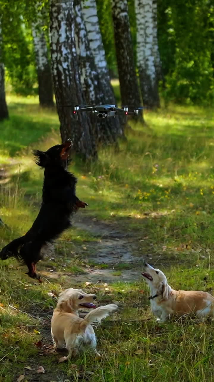 Three dogs playing with quadrocopter outside. Park with trees background. Sunny day and green grass. Video with dogs playing. Vertical video