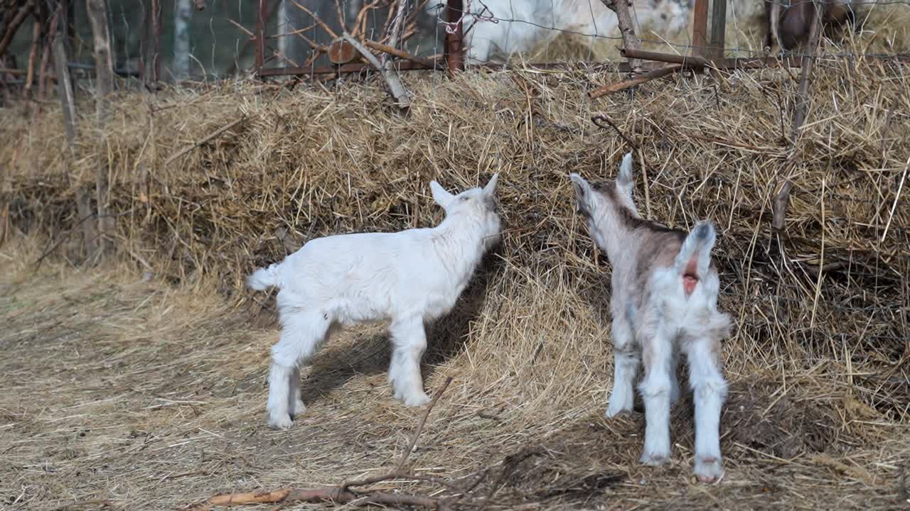 Two goat kids playing on dry hay outdoors