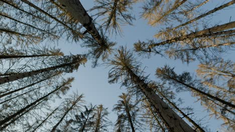 dead dry spruce treetops in forest hit by bark beetle in czech countryside from bellow