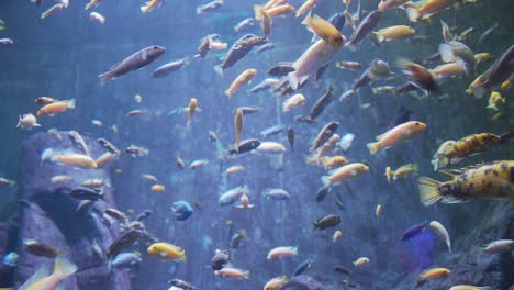 4k plenty of colored fish in the freshwater aquarium of the guadalajara zoo, jalisco, mexico