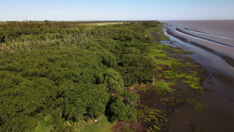antena delantera de bosque verde y bancos de arena por el río de la plata.