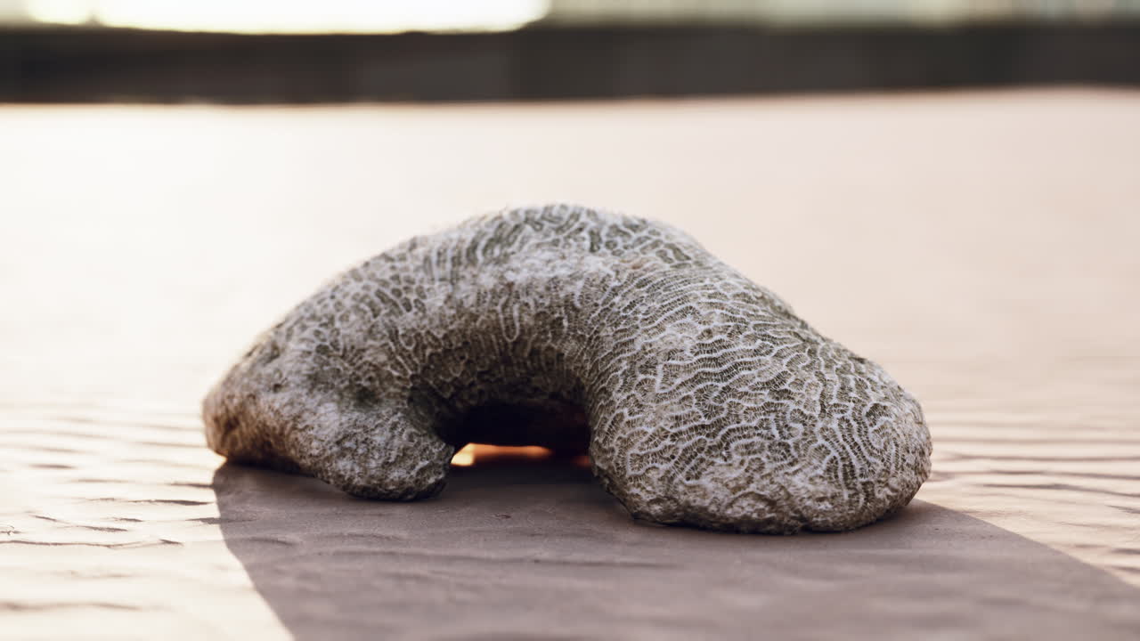 사막 모래에 있는 산호 화석