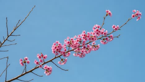 pink cherry blossoms against a blue sky